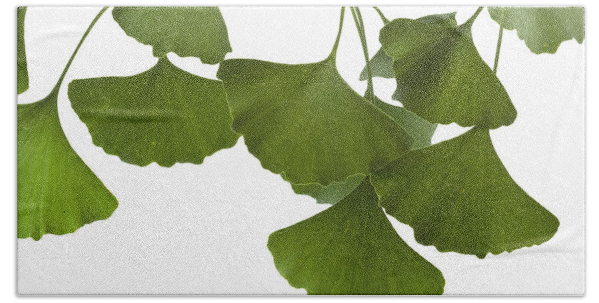 00476887 Hand Towel featuring the photograph Ginkgo Leaves by Piotr Naskrecki