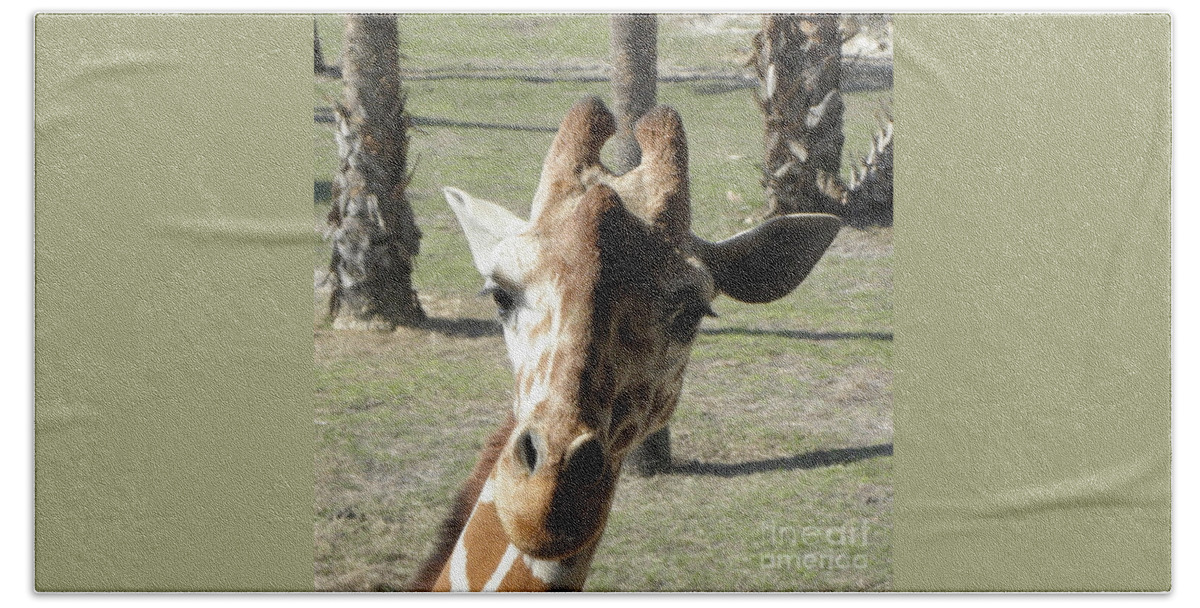 Giraffe Bath Towel featuring the photograph Giraffe stare by Kim Galluzzo
