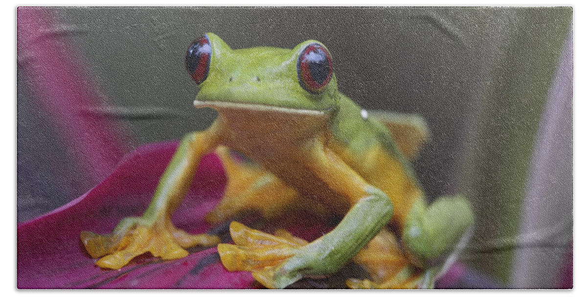 00176956 Hand Towel featuring the photograph Gliding Leaf Frog Portrait Costa Rica by Tim Fitzharris