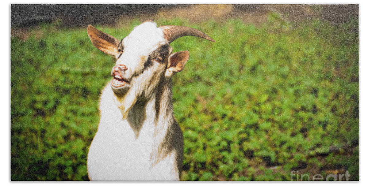 Goat Bath Towel featuring the photograph Goat smiles by Cheryl Baxter