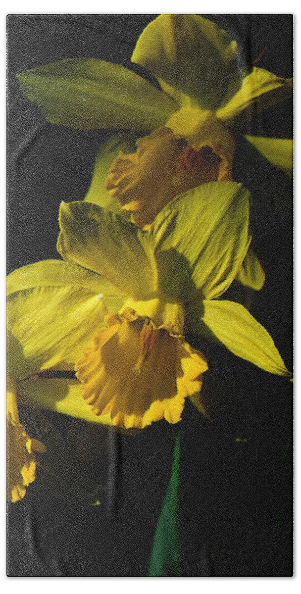 Daffodil Hand Towel featuring the photograph Golden Bells by Lois Bryan