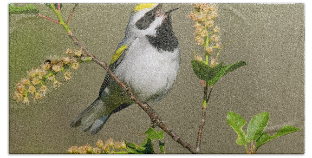 Mp Bath Towel featuring the photograph Golden-winged Warbler Vermivora by Steve Gettle