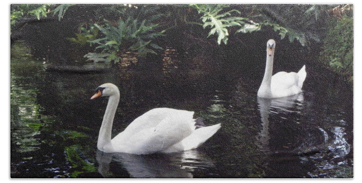 Swan Bath Towel featuring the photograph Gracefully Swimming by Kim Galluzzo
