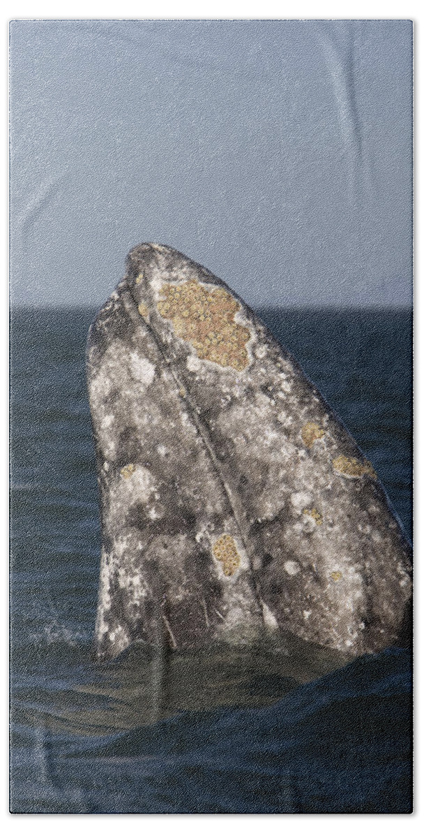 00429908 Bath Towel featuring the photograph Gray Whale Spyhopping San Ignacio by Suzi Eszterhas
