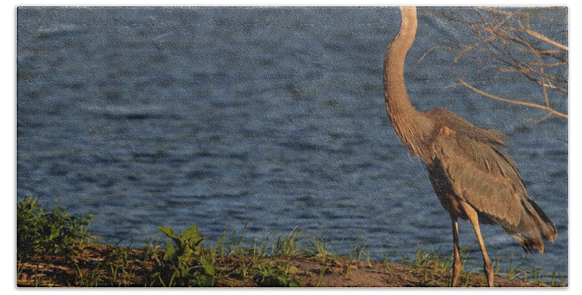Heron Bath Towel featuring the photograph Great Blue Heron in the Evening Light by Sabrina L Ryan