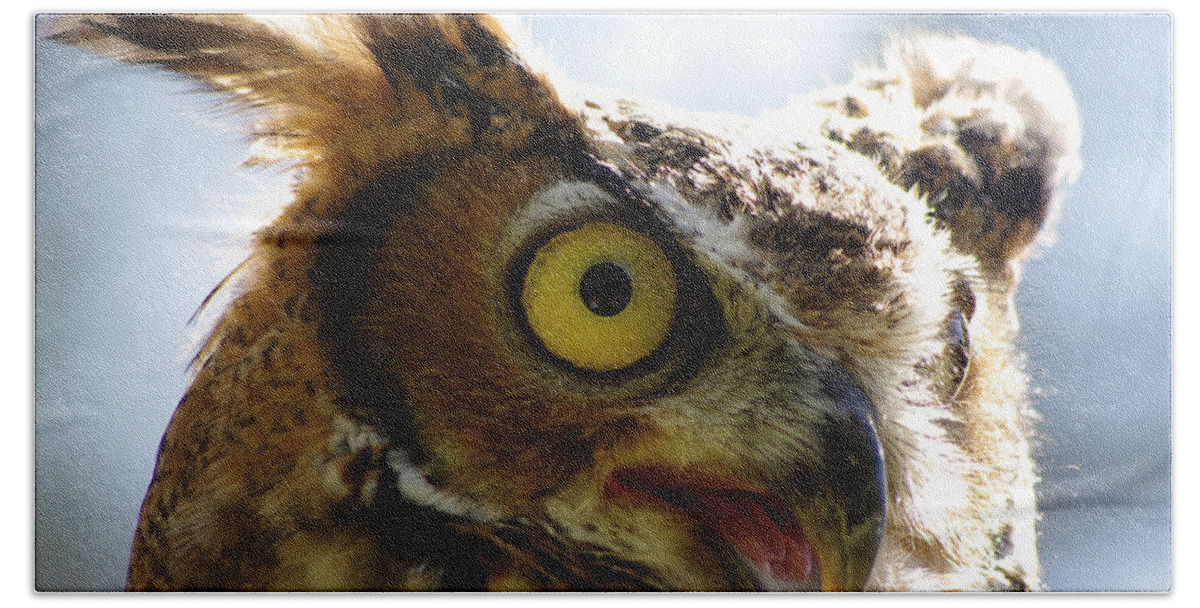 Owl Bath Sheet featuring the photograph Great Horned Owl - NFS by Jenny Gandert