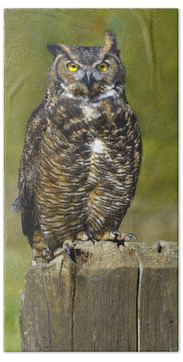 Great Horned Owl Bath Towel featuring the photograph Great Horned Owl by Tony Beck