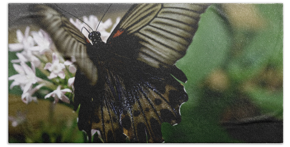Great Mormon Bath Towel featuring the photograph Great Mormon Butterfly by Perla Copernik
