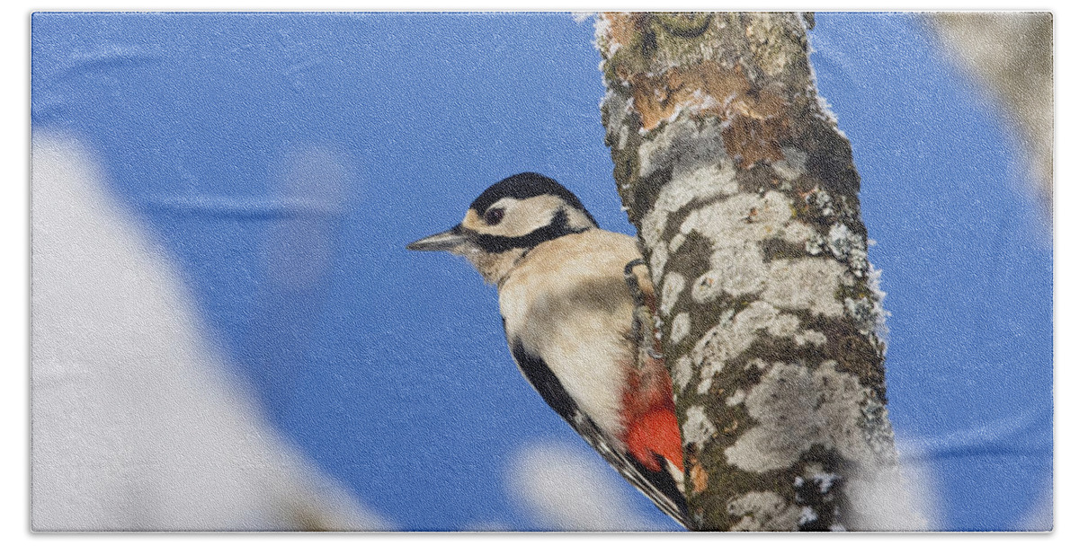 Mp Hand Towel featuring the photograph Great Spotted Woodpecker Picoides Major by Konrad Wothe
