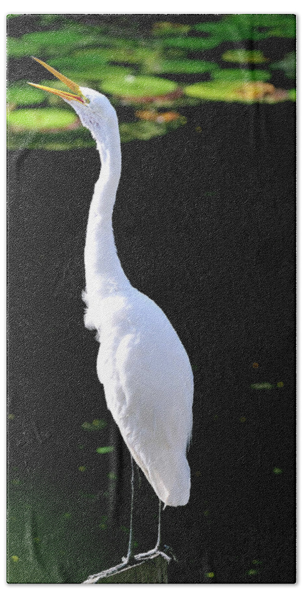 Great Bath Towel featuring the photograph Great White Egret singing in the morning light by Bill Dodsworth