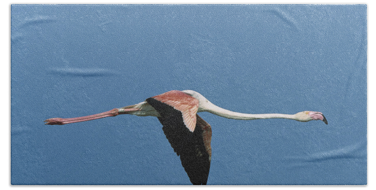 Mp Bath Towel featuring the photograph Greater Flamingo Phoenicopterus Ruber by Konrad Wothe