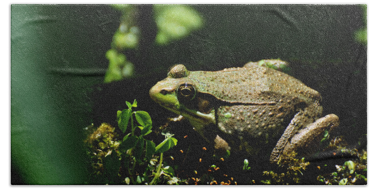 Green Hand Towel featuring the photograph Green Frog Rana Clamitans by Rebecca Sherman