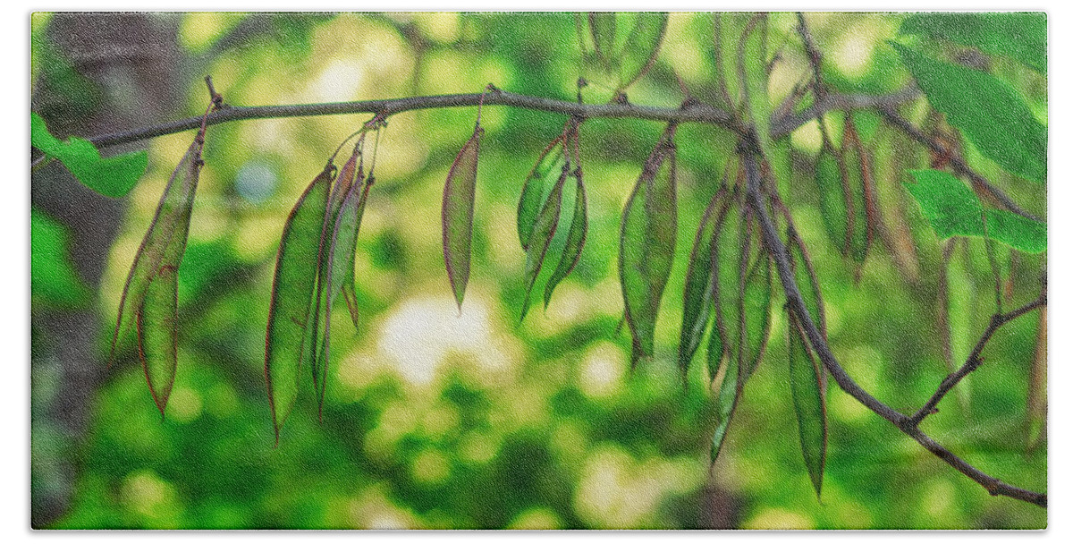 K-r Hand Towel featuring the photograph Green Redbud Seed Pods by Lori Coleman