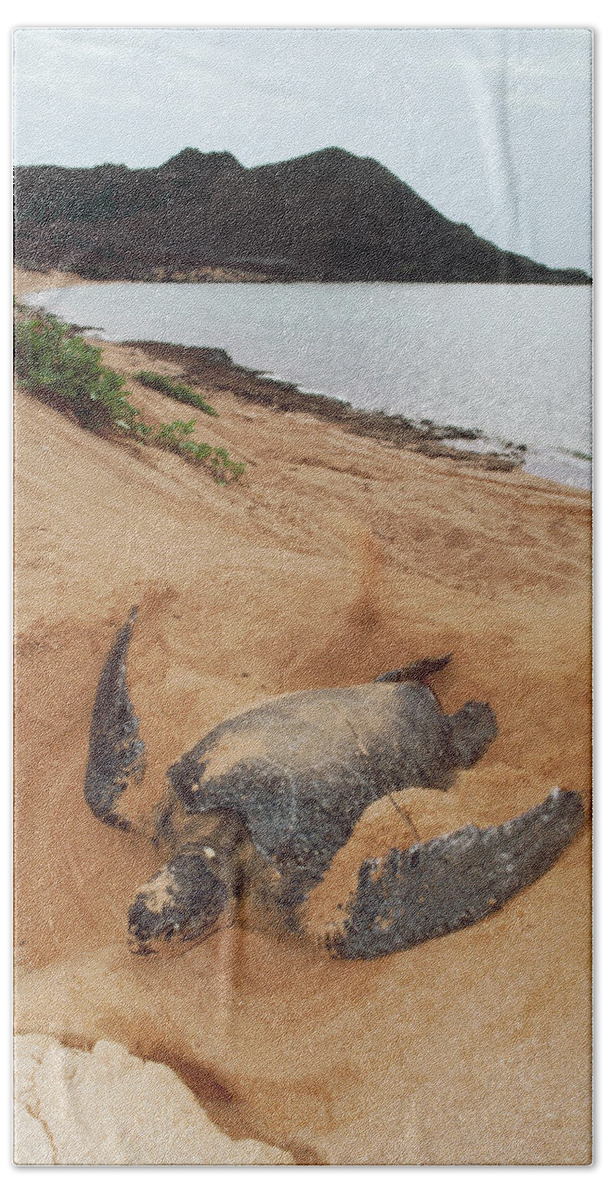 Mp Bath Towel featuring the photograph Green Sea Turtle Chelonia Mydas Female by Tui De Roy