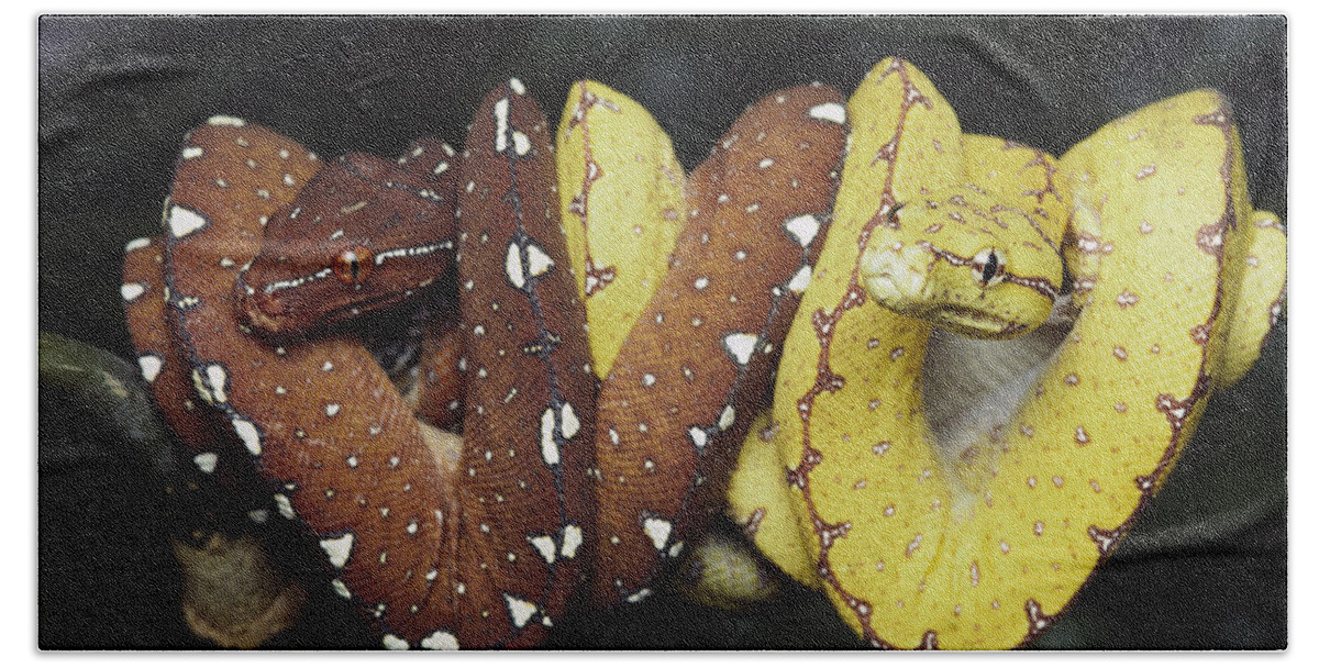 00270721 Bath Towel featuring the photograph Green Tree Python Juveniles by Gerry Ellis
