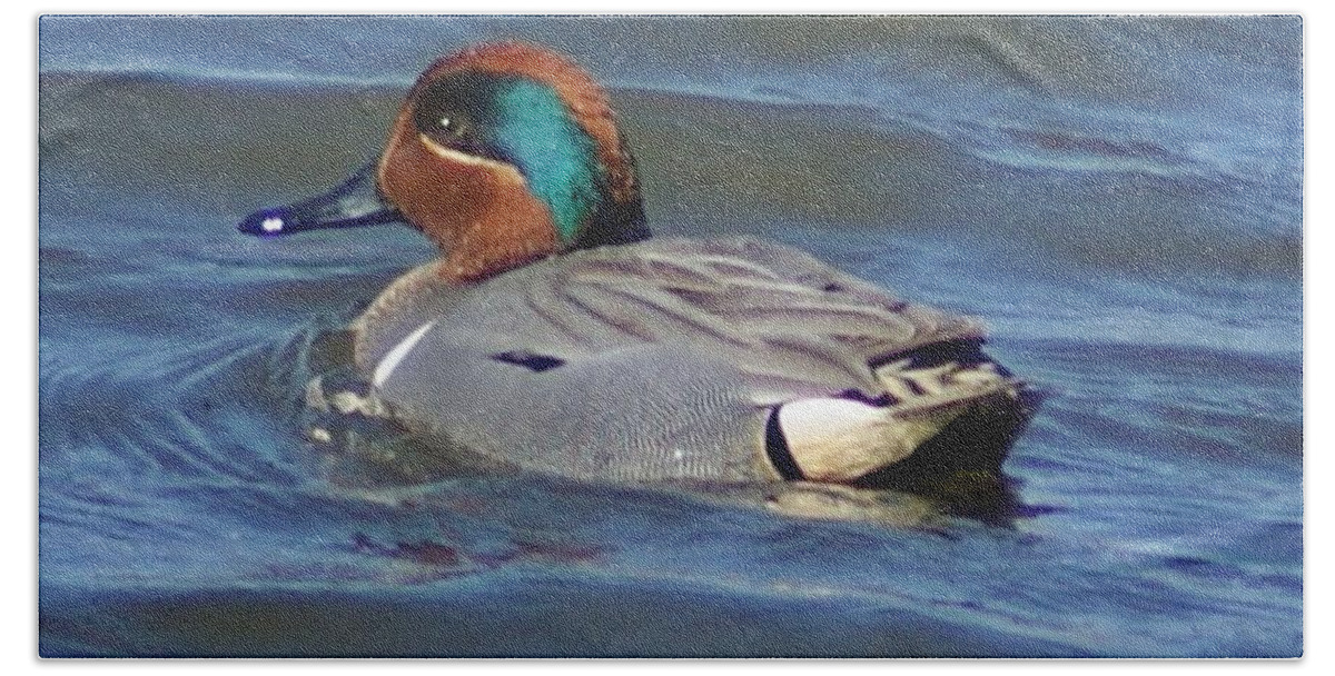 Waterfowl Bath Towel featuring the photograph Green Winged Teal by Joe Faherty