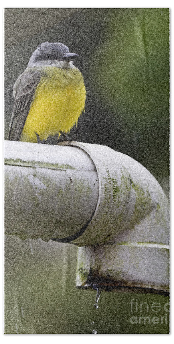 Grey-capped Flycatcher Bath Towel featuring the photograph Grey-Capped Flycatcher by Heiko Koehrer-Wagner