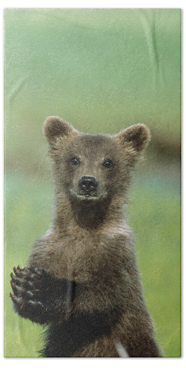 00761016 Hand Towel featuring the photograph Grizzly Bear Cub Katmai National Park by Suzi Eszterhas