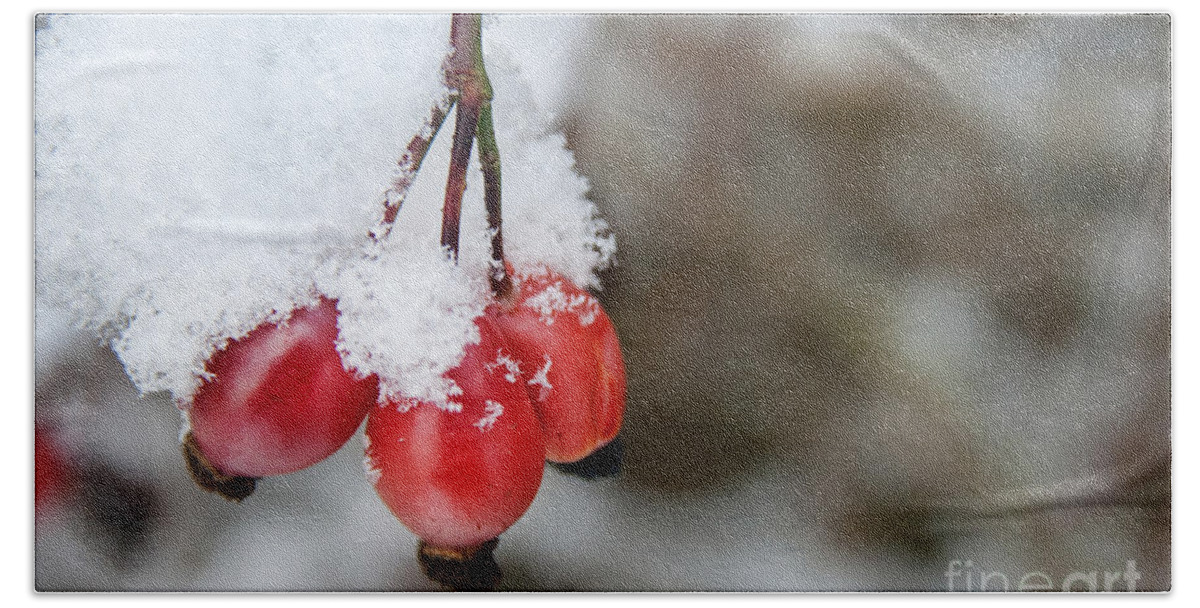Red Berry Bath Towel featuring the photograph Guelder Rose in the Snow by Ann Garrett