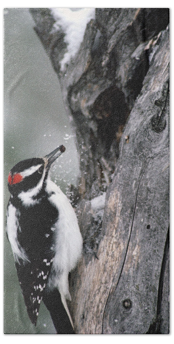 Mp Hand Towel featuring the photograph Hairy Woodpecker Picoides Villosus by Michael Quinton