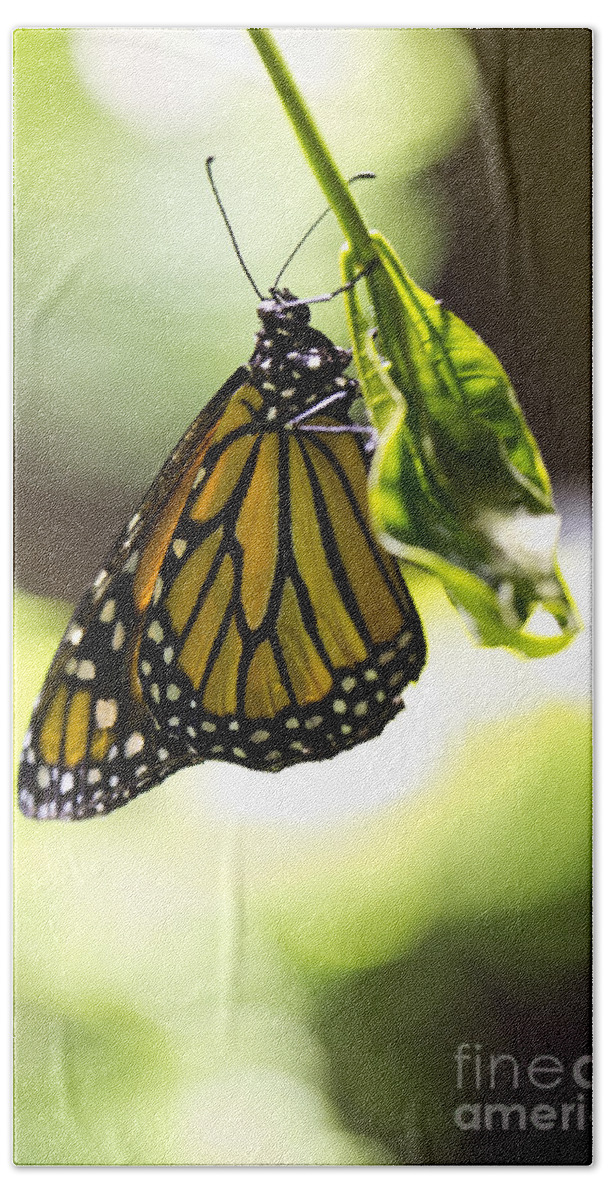 Butterfly Hand Towel featuring the photograph Hanging on by Leslie Leda
