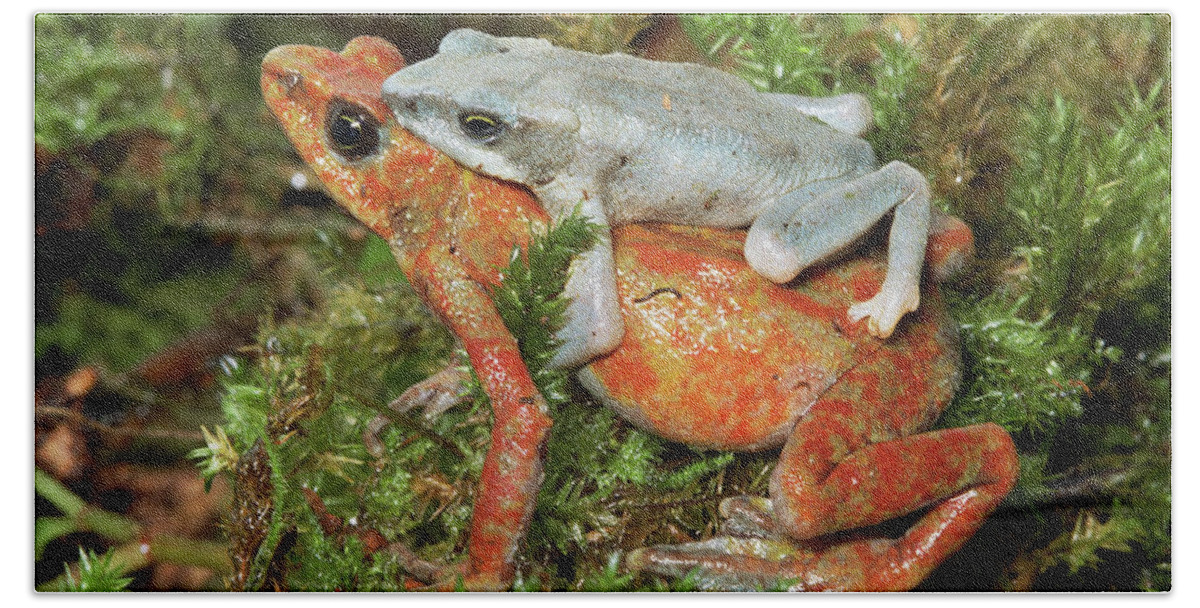 Mp Bath Towel featuring the photograph Harlequin Frog Atelopus Varius Pair by Michael & Patricia Fogden