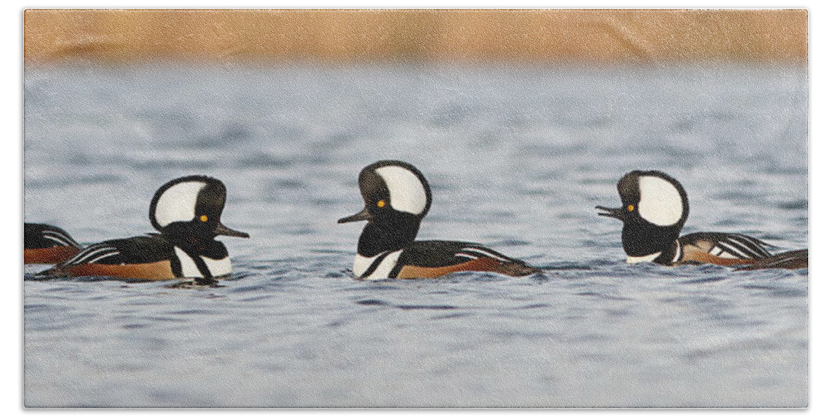 Hooded Hand Towel featuring the photograph Hooded Mergansers by Mircea Costina Photography