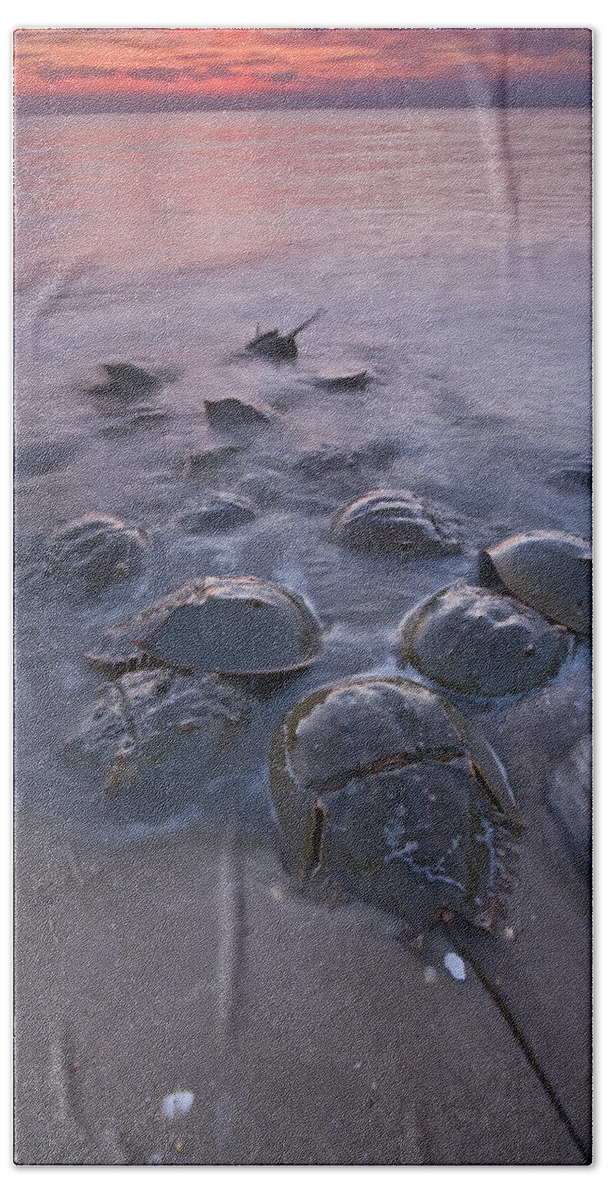 00476971 Bath Towel featuring the photograph Horseshoe Crabs Crawling Ashore New by Piotr Naskrecki