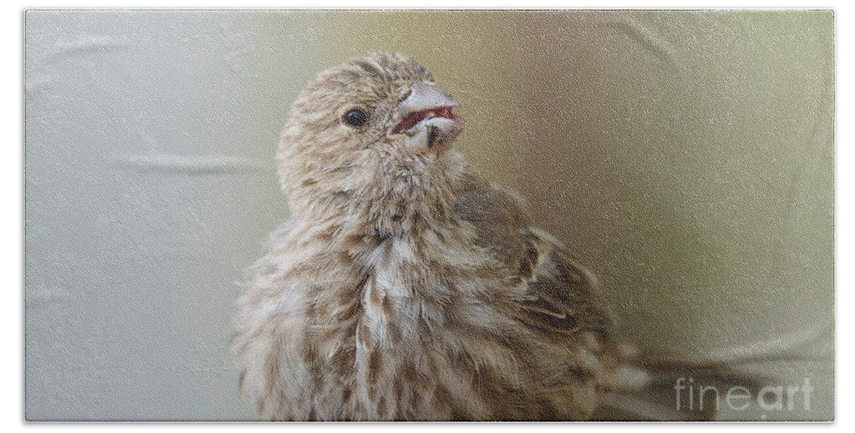 Birds Bath Towel featuring the photograph House finch profile by Lori Tordsen