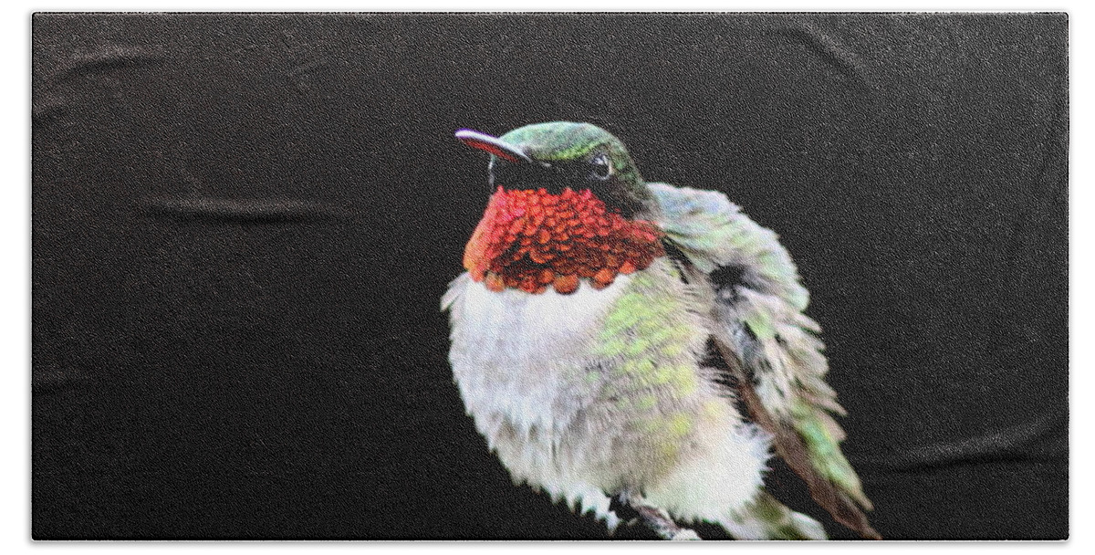 Hummingbird Bath Towel featuring the photograph Hummingbird - Ruffled Feathers by Travis Truelove