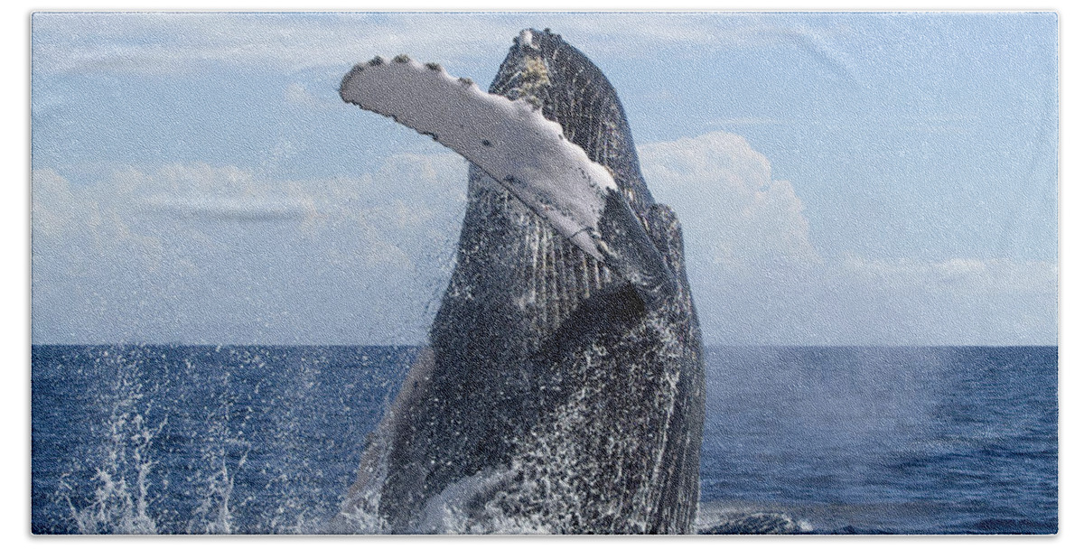 00999131 Bath Towel featuring the photograph Humpback Whale Breaching Maui Hawaii by Flip Nicklin