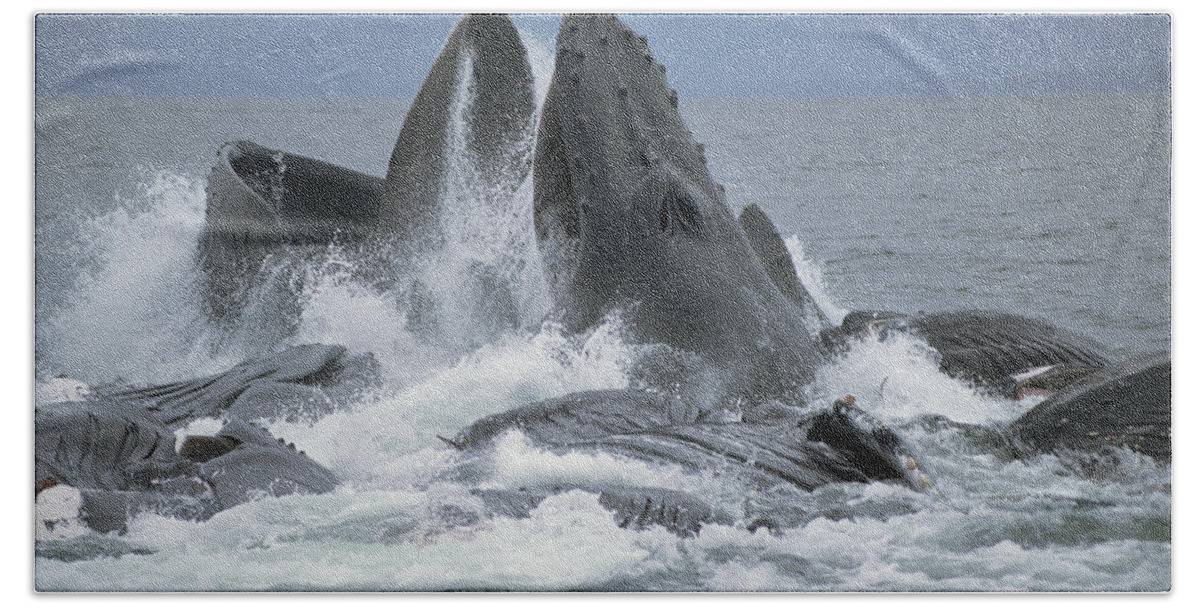 Mp Bath Towel featuring the photograph Humpback Whale Cooperative Gulp Feeding by Flip Nicklin