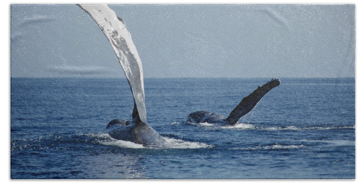 00128679 Hand Towel featuring the photograph Humpback Whale Pectoral Slap Maui by Flip Nicklin