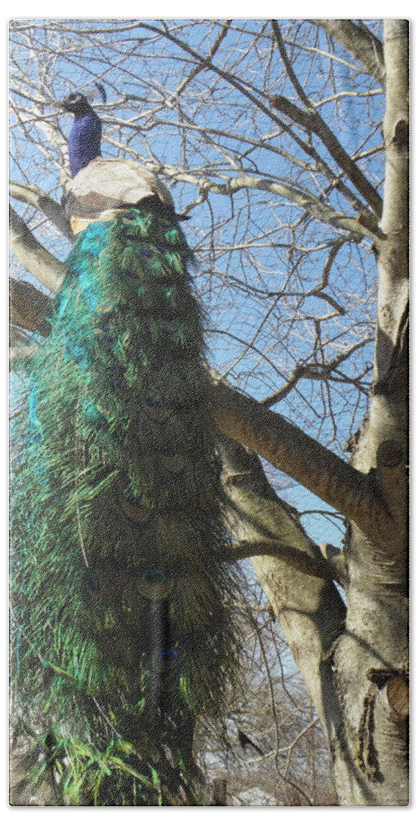 Peacock Bath Towel featuring the photograph I own this tree by Kim Galluzzo