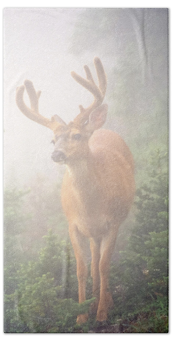 Deer Hand Towel featuring the photograph In the Mist by Tom and Pat Cory