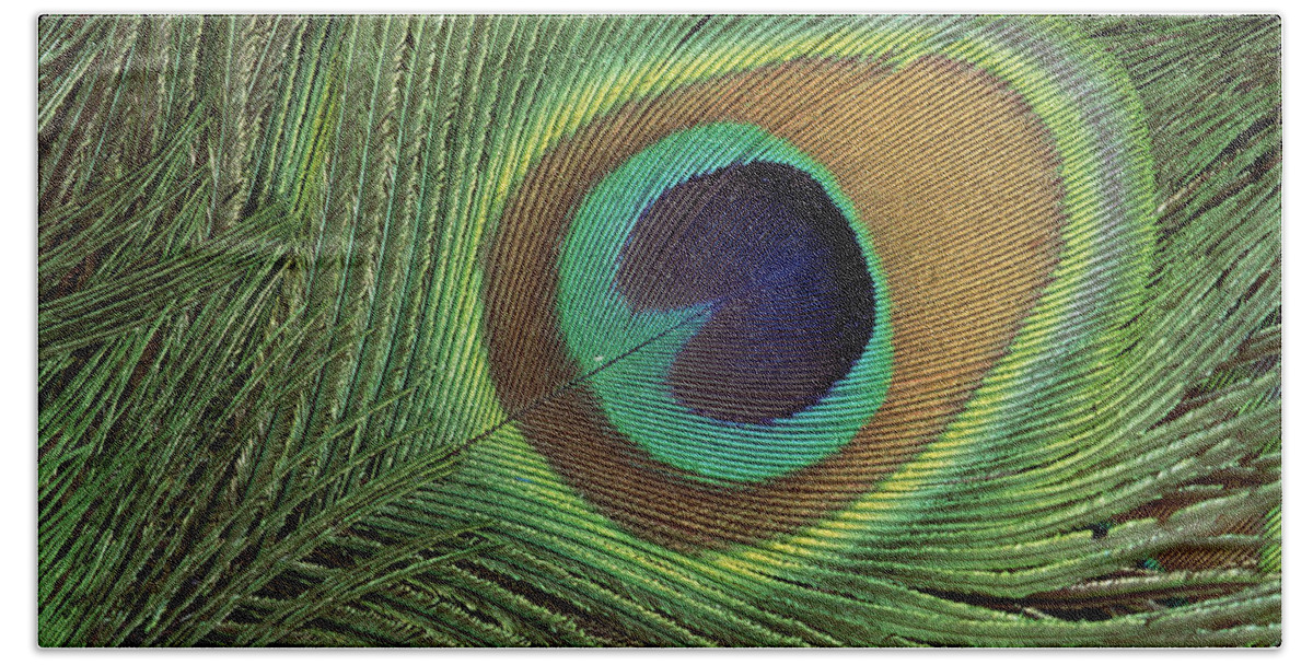Mp Bath Towel featuring the photograph Indian Peafowl Pavo Cristatus Display by Gerry Ellis