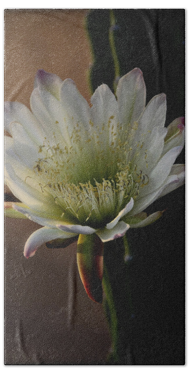 White Cactus Flower Bath Sheet featuring the photograph Inner Beauty by Saija Lehtonen