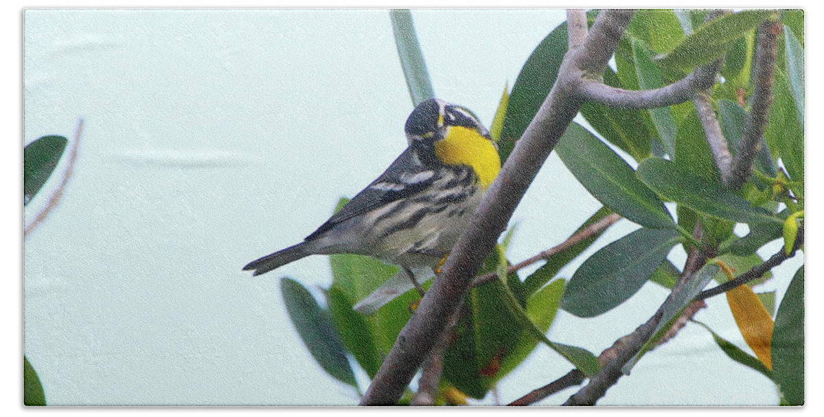 Yellow Throated Warbler Hand Towel featuring the photograph Inquisitive Yellow throated warbler by Barbara Bowen