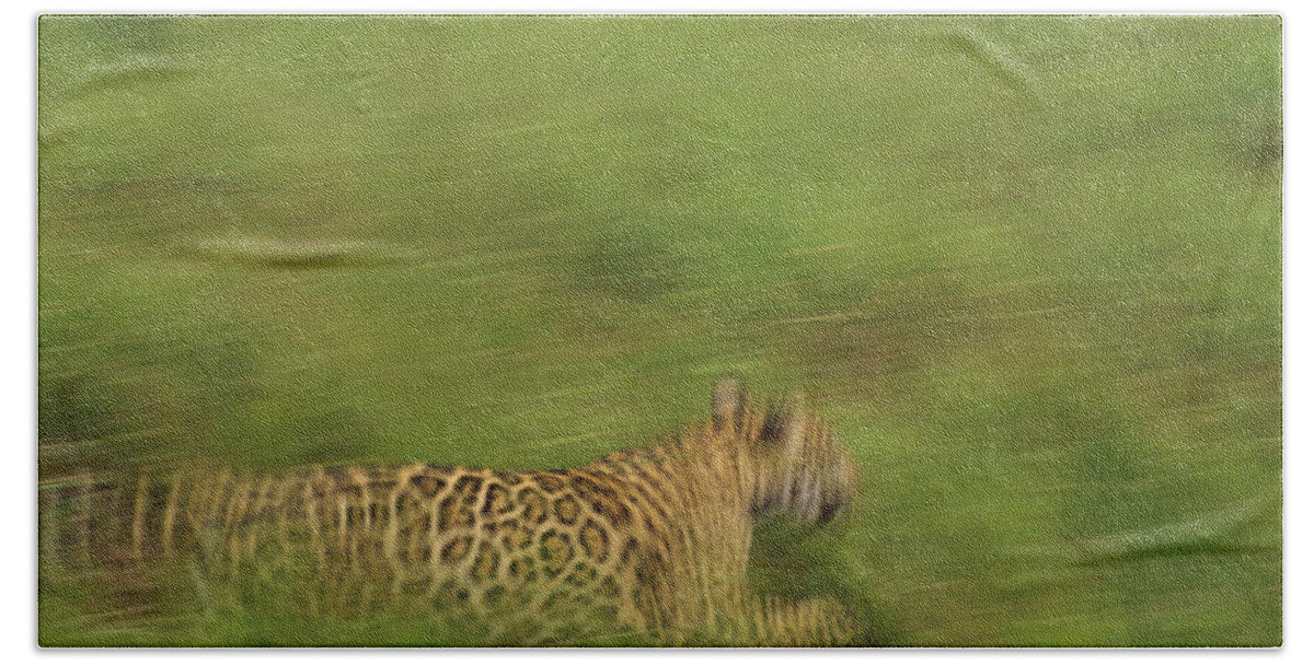 Mp Bath Towel featuring the photograph Jaguar Panthera Onca Running by Claus Meyer