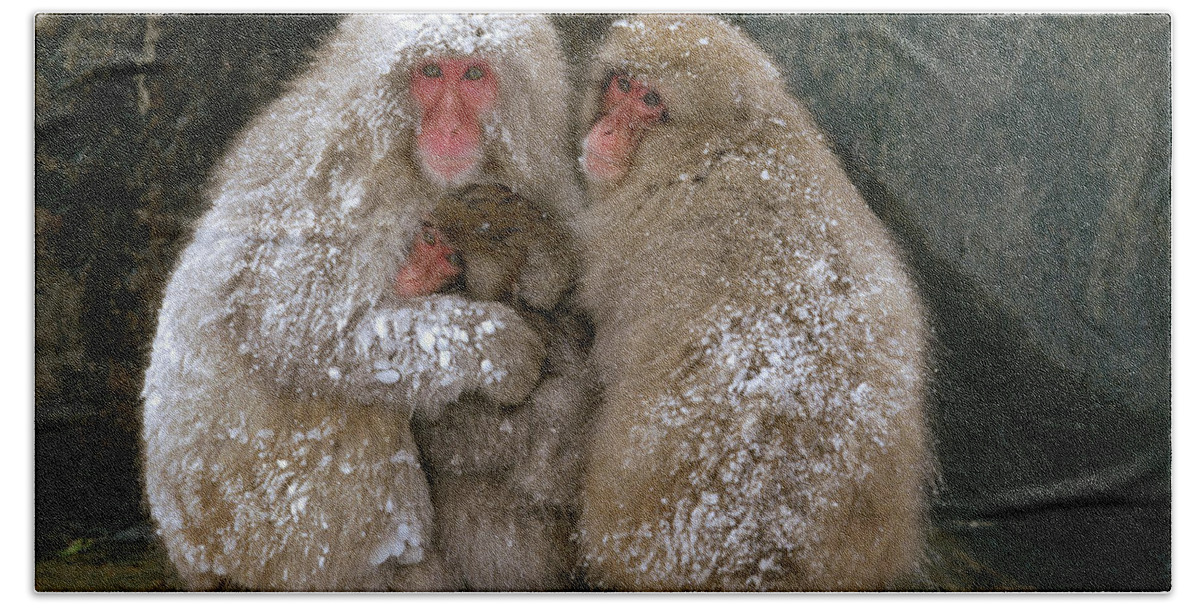 Mp Bath Towel featuring the photograph Japanese Macaque Macaca Fuscata Family by Konrad Wothe