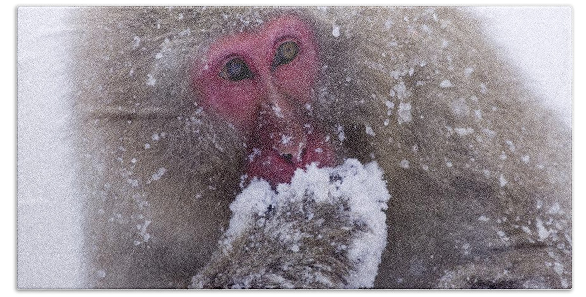 Winter Bath Towel featuring the photograph Japanese Snow Monkey by Natural Selection Anita Weiner