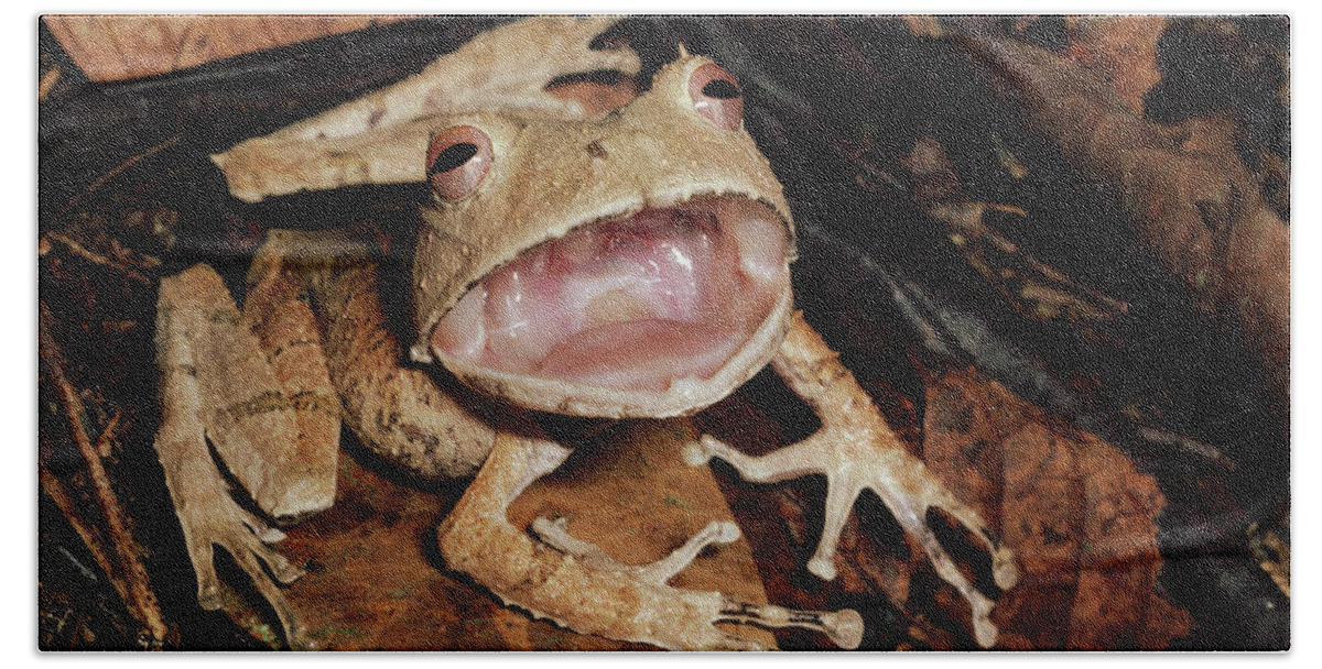 Mp Bath Towel featuring the photograph Johnsons Horned Treefrog Hemiphractus by Michael & Patricia Fogden