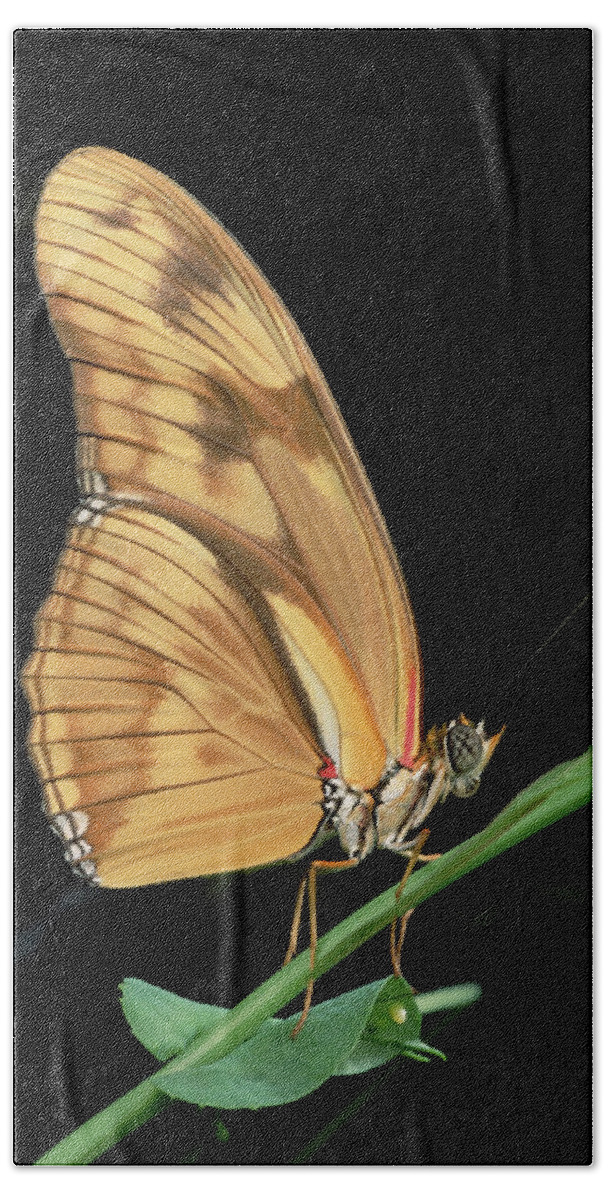 Mp Hand Towel featuring the photograph Julia Butterfly Dryas Iulia Portrait by Mark Moffett