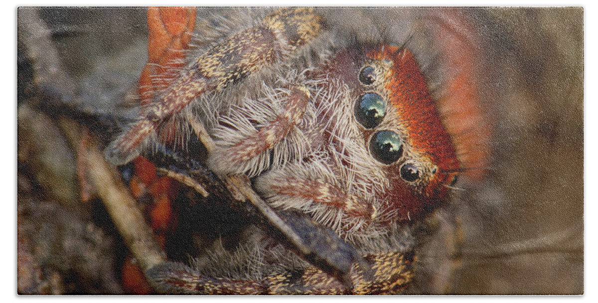 Phidippus Cardinalis Bath Towel featuring the photograph Jumping Spider Portrait by Daniel Reed