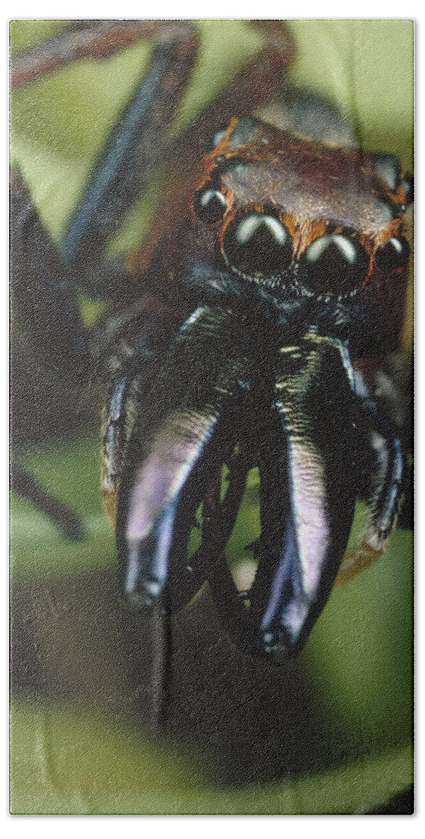 Mp Bath Towel featuring the photograph Jumping Spider Portrait, Queensland by Mark Moffett