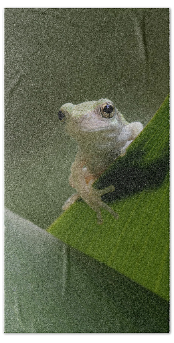 Grey Treefrog Bath Towel featuring the photograph Juvenile Grey Treefrog by Daniel Reed