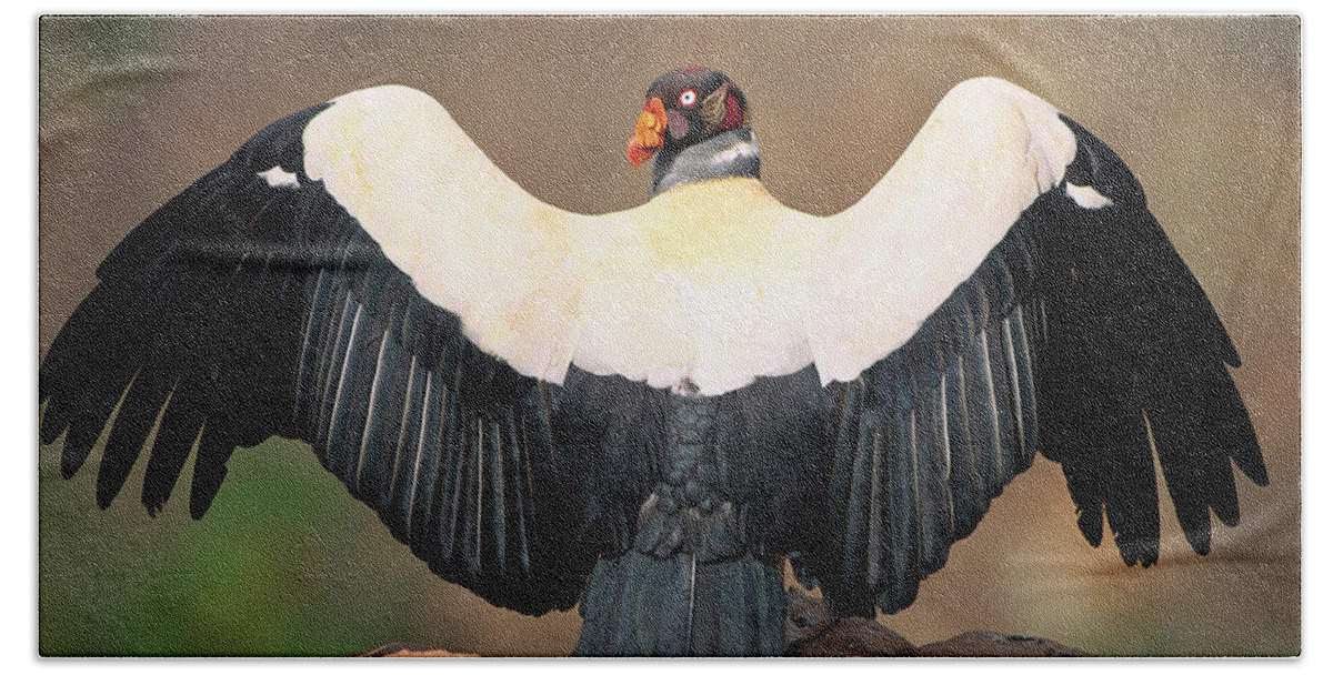 Mp Bath Towel featuring the photograph King Vulture Sarcoramphus Papa Sunning by Pete Oxford
