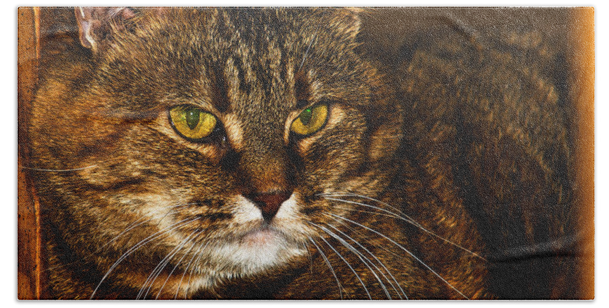 Cat Bath Towel featuring the photograph Kitty Cat by Ed Peterson