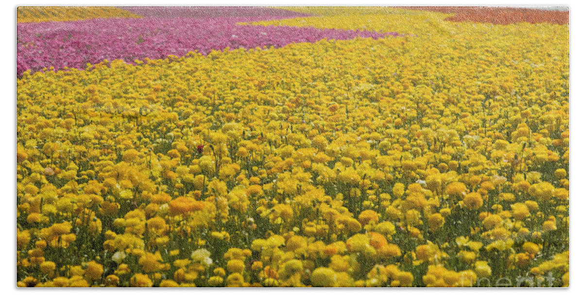 Flower Fields Hand Towel featuring the photograph Knighton009 by Daniel Knighton