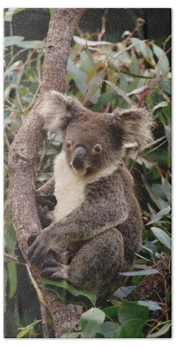 Mp Bath Towel featuring the photograph Koala Phascolarctos Cinereus Young Male by Gerry Ellis